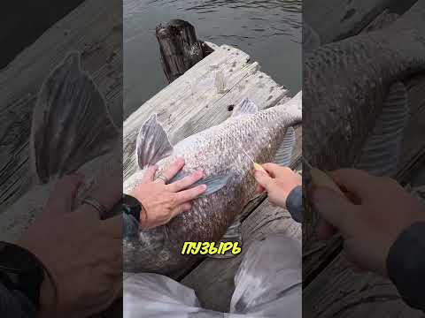 Рыба была на грани смерти… но он сделал это 😱🐟 thumbnail