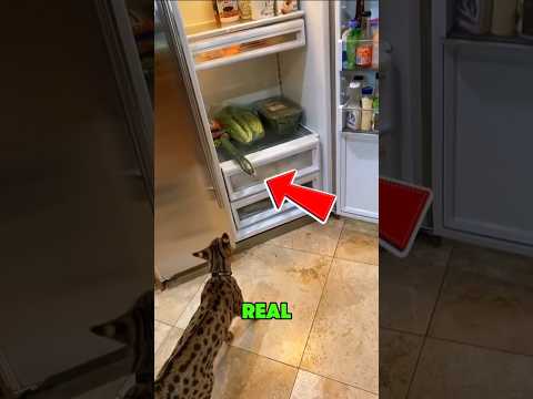 The Shocking Thing That Makes Cats Panic‼️😱 thumbnail