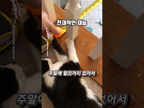 고양이 뜻밖의 천재적인 재능 thumbnail