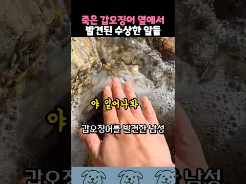 버려질 뻔한 갑오징어 알의 운명 thumbnail