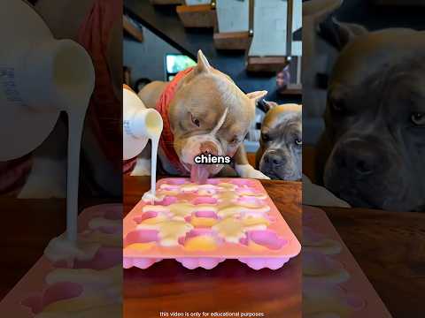 🐶 Il prépare à manger pour tous ses chiens thumbnail