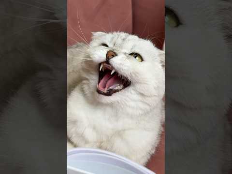 Sonya… #cats #cat thumbnail