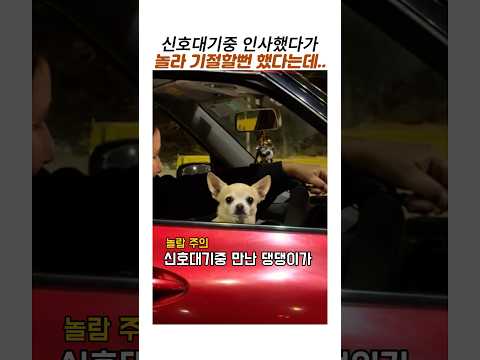 신호대기중 만난 댕댕이에게 인사했다가 반전주의#치와와 #귀여운강아지 thumbnail