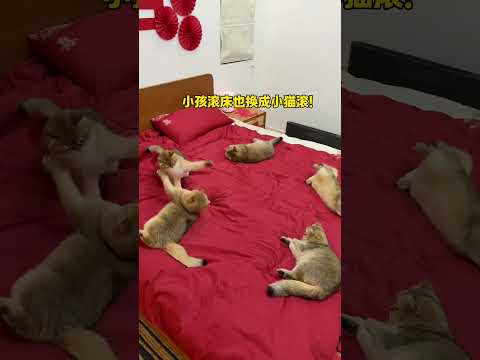 【牛奶是只猫】#英短金渐层 #猫咪的迷惑行为 金渐层也是金！！！ 说好的五金，放五只金渐层啥意思？ thumbnail