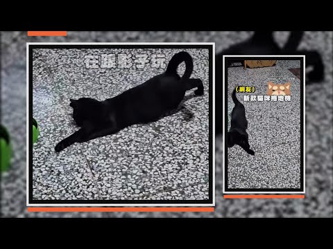 貓咪匍匐蹭地貓爪向前揮　網笑：牠橡皮擦掉了正在找 thumbnail