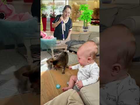 baby playing with cat 😂 아기 거 뺏어간 아기 고양이, 엄마 고양이가 바로 회수 완료 😆💖💜 thumbnail