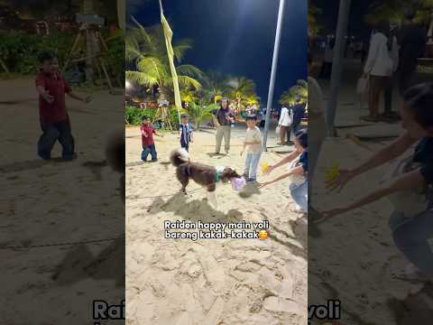 ANABUL MAIN BOLA VOLI BARENG KAKAK- KAKAK DI PANTAI‼️😍🏝️ #shorts #anjinglucu thumbnail
