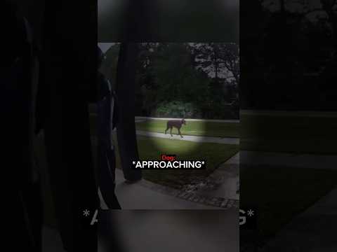 When a Delivery Driver Gets Interrupted By a Dog… thumbnail