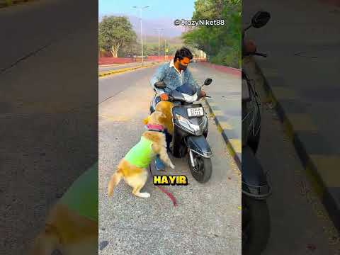 Bir Motora Kaç Köpek Sığabilir?.. 🐶🏍️ (CrazyNiket88 /YT) thumbnail