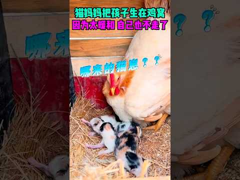 猫妈妈把孩子生在鸡窝，因为太暖和，自己也不走了 #搞笑视频 #感人壹幕 #搞笑 #funny #影視解説 #大熱門 #萌寵 #寵物友善日常 #影视聚焦 #精彩影视 thumbnail