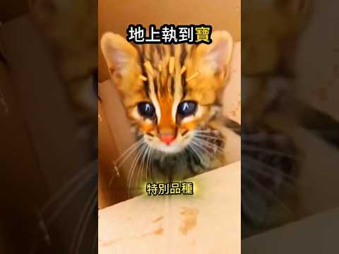 主人的好心☺️為他帶來一個驚喜? thumbnail