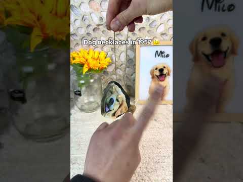 Wait for it ??#dogs #dogsoftiktok  #dogloss #giftideas #pets thumbnail