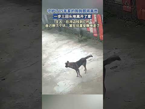 守护了15年家的狗狗即将离世，一步三回头地离开了家，独自安静离世 thumbnail