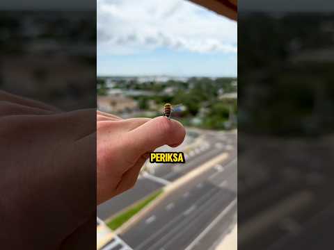 Kamu Disengat Lebah? Lakukan ini❗🐝😮 #shorts thumbnail