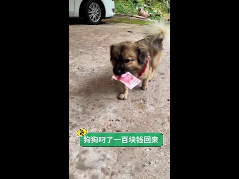 牠眼底藏著對你最純粹的愛：謝謝你成為我生命中的溫暖與救贖。 thumbnail