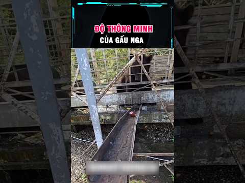 gấu nga nó cũng khác gấu thường thumbnail