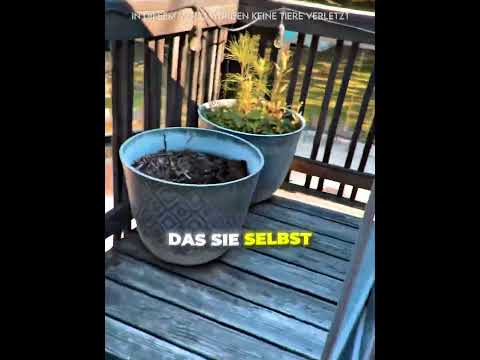 Sie Baute Es Komplett Selbst 🐱🔨 thumbnail
