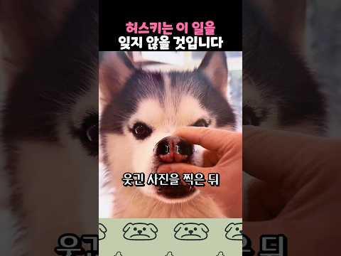 허스키를 놀리던 주인의 최후ㅋㅋ thumbnail