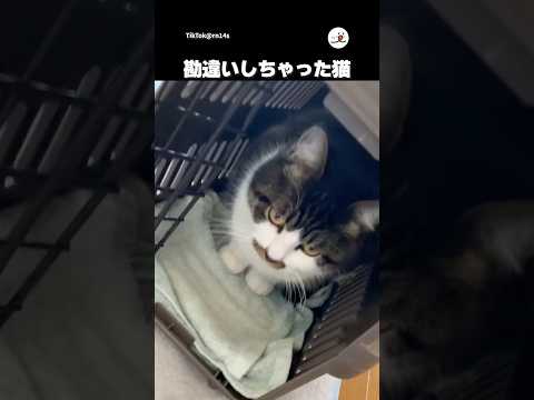 キャリー出したら実家に遊び行けると思ってる｜PECO thumbnail