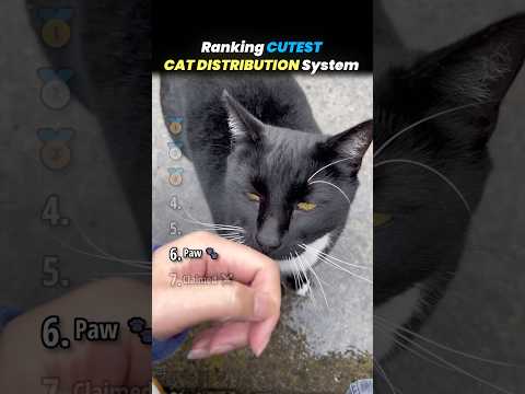 Ranking CUTEST CAT DISTRIBUTION SYSTEM Core Moments!! 🐱🎀 thumbnail