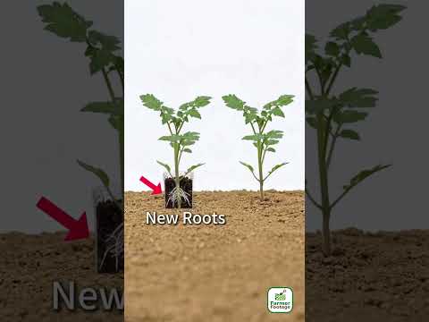 One method for increasing tomato yields thumbnail
