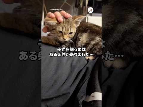 子猫を飼うにはある条件がりました…｜PECO thumbnail