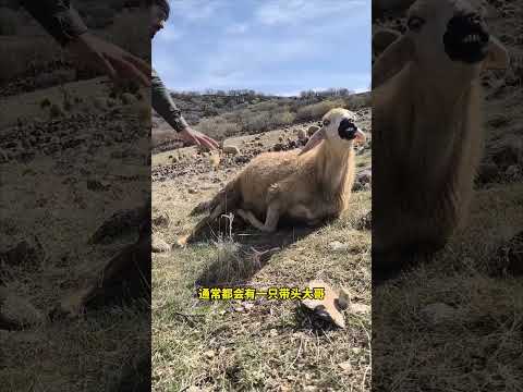 牧羊人睡觉时，为什么要把一只羊拴起来？ #牧羊人 #涨知识 thumbnail
