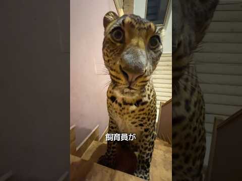 ヒョウだけ違う飼育方法をする理由 thumbnail