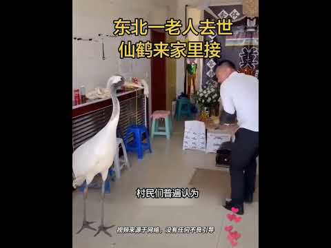 男子救助仙鹤，男人病故后，仙鹤来到家里低头扣手 thumbnail