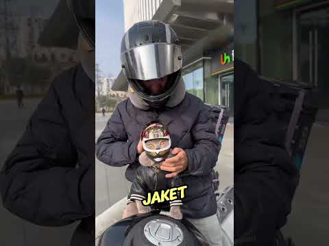 Kucing Biker Paling Menggemaskan Sedunia🥰🐈#shorts thumbnail