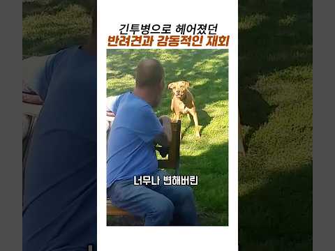 긴투병으로 헤어졌던 주인과 반려견의 감동재회#감동동물#감동재회 thumbnail