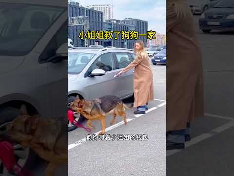 小姐姐救了狗狗一家 thumbnail