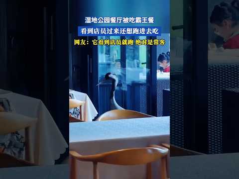 🇨🇳 小小插曲，让日常多了一点轻松与趣味 🇬🇧 A small moment that adds lightness and fun to everyday life thumbnail
