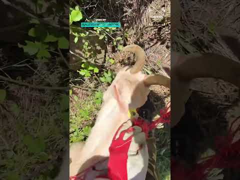 Goat Stuck in Netting Saved Just in Time #animalrescue thumbnail