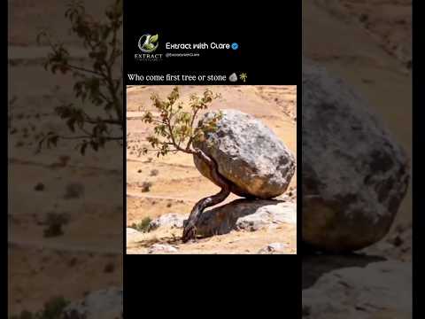 Tree vs Rock: Which Came First? ? Nature’s Impossible Balance! ?? #Shorts thumbnail