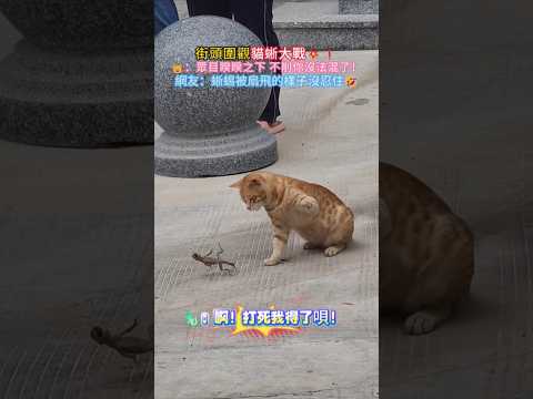 街頭圍觀 貓蜥大戰💥❗🐱：眾目睽睽之下 我不得不出手啊😎 網友：蜥蜴被扇飛的樣子沒忍住🤣 #cat #cute #funny #shorts #funnyshorts thumbnail