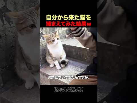 勢いで野良猫を抱っこした結果ｗ thumbnail