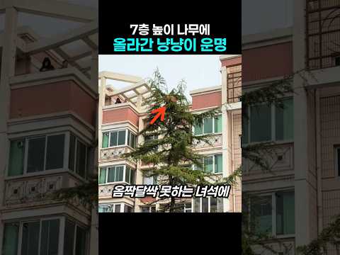 "높아도 너무 높다.." 나무 꼭대기 올라간 냥냥이의 아찔한 순간 thumbnail