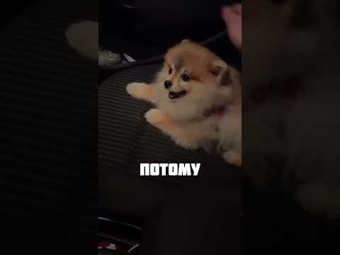 ДОБРЫЙ ПЁСИК thumbnail
