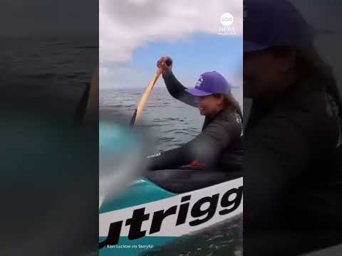 Sea lion jumps onto canoe during race off California coast thumbnail