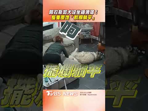 阿拉斯加犬沒坐穩「滑落沙發」 原地秒「軟爛躺平」不想努力｜TVBS新聞@TVBSNEWS01 thumbnail