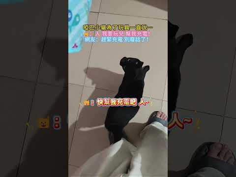 啞巴小貓為了玩具一直說話…?：人 我要玩兒 幫我充電?❗網友：趕緊充電 別廢話了❗ #cat #cute #shorts #cutecat #funny thumbnail