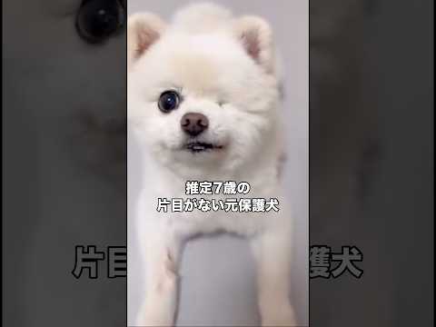 6歳まで繁殖犬を務めた隻眼のポメラニアンの保護 #ポメラニアン #隻眼 #保護犬 #shorts thumbnail