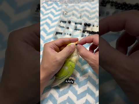 🦜 مثال فريد على حب المالك! thumbnail
