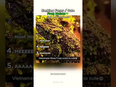 Ranking Frog Noises From Funny to ADORABLE ? thumbnail
