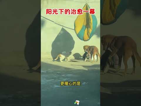 阳光下的治愈一幕，猫狗之间也能有温情。 #搞笑 #大熱門 #感人壹幕 #funny #正能量 #老友狗狗 thumbnail