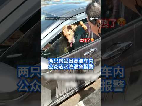 两只狗被主人留在一辆停放于市场外的汽车内长达数小时，在高温闷热环境下险些出事，所幸热心民众及时发现并报警救援。 thumbnail