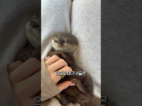 아기수달은 사실.. thumbnail