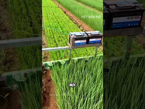 Cách bác nông dân cắt ngọn hành lá đều tăm tắp thumbnail