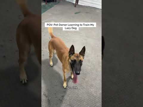 Lazy Dog Training Guide #dogcoach #dog thumbnail